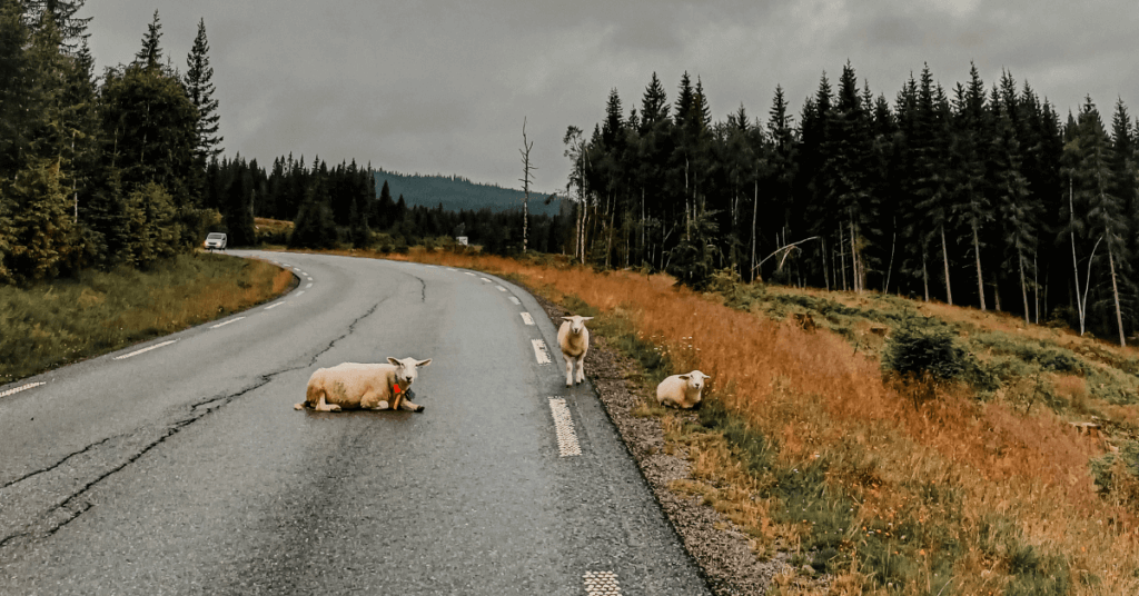 driving in iceland sheep on the road
